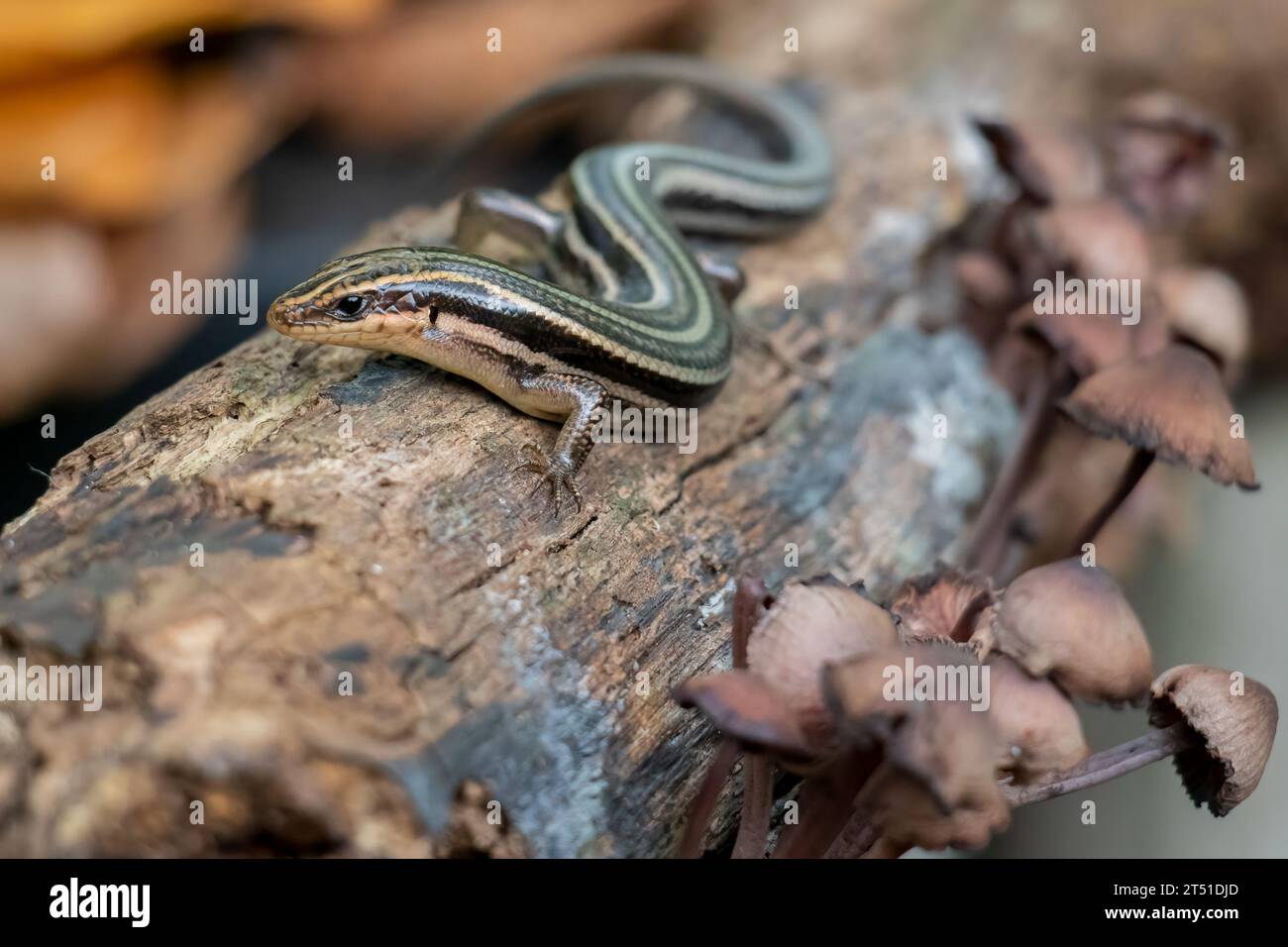 Common Five Lined Skink Stock Photo