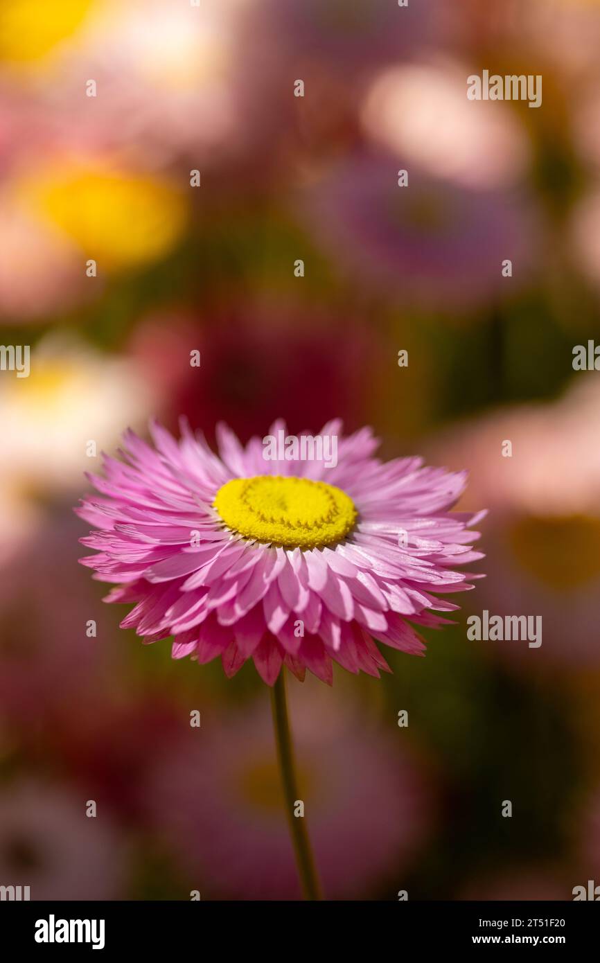 Close-up of pink paper daisy Stock Photo