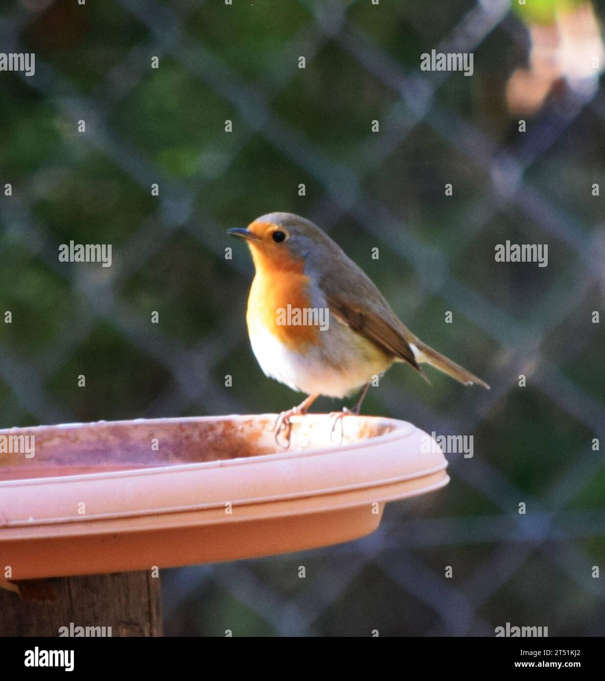 South Europe garden bird - Robin Stock Photo - Alamy