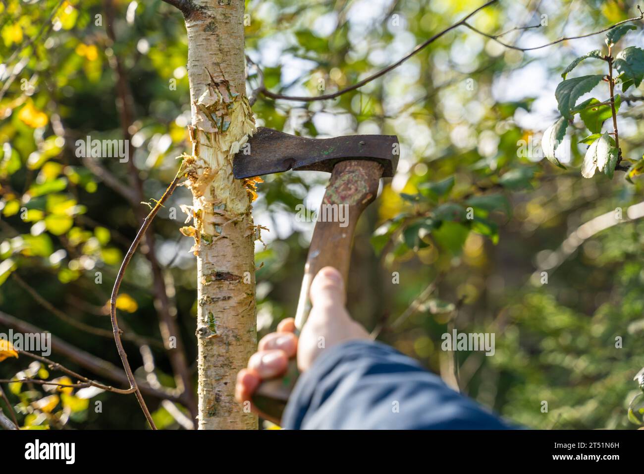 Kammlach, Bayern, Deutschland 1 November 2023 Mann fällt einen Baum