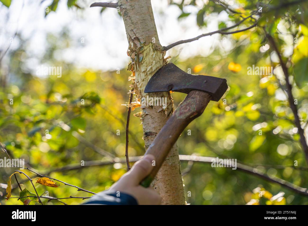 Kammlach, Bayern, Deutschland 1 November 2023 Mann fällt einen Baum