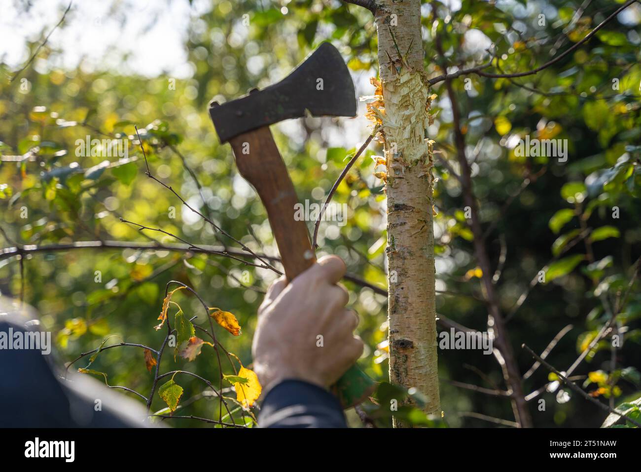 Kammlach, Bayern, Deutschland 1 November 2023 Mann fällt einen Baum