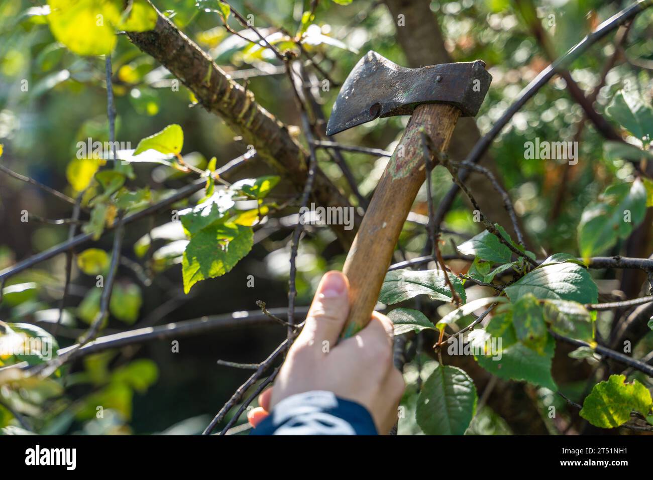 Kammlach, Bayern, Deutschland 1 November 2023 Mann fällt einen Baum