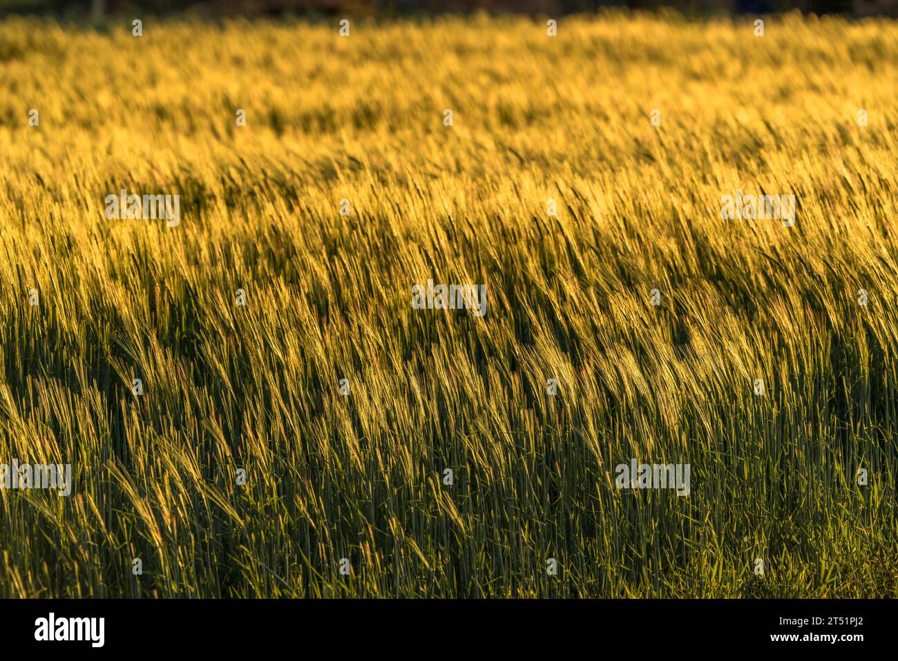 Wheat field at sunset. Wheat ears. Stock Photo