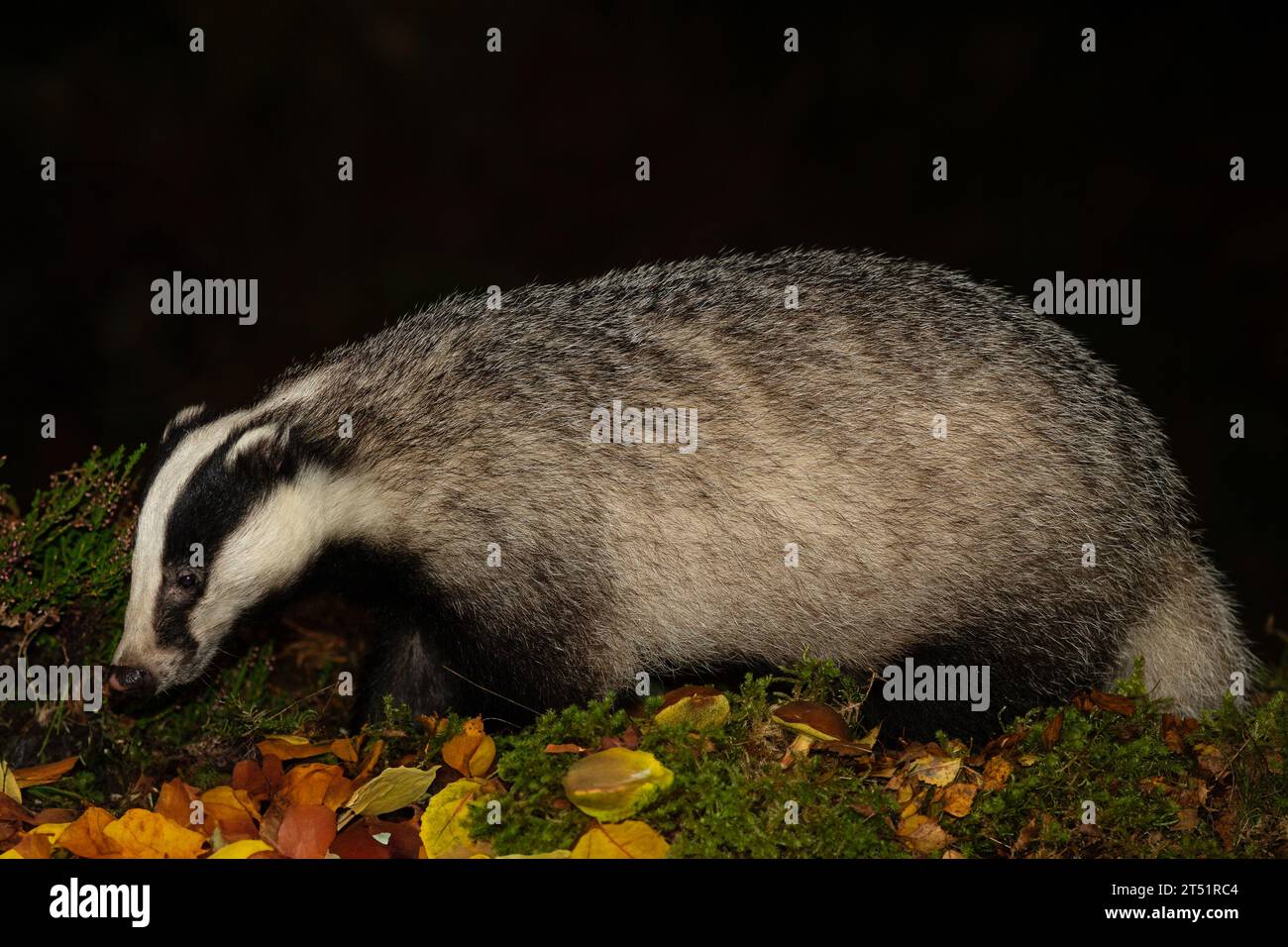 Badger, Scientific name: Meles Meles. Close up of an adult badger foraging in colourful Autumn leaves with green moss and mushrooms. Head down facing Stock Photo