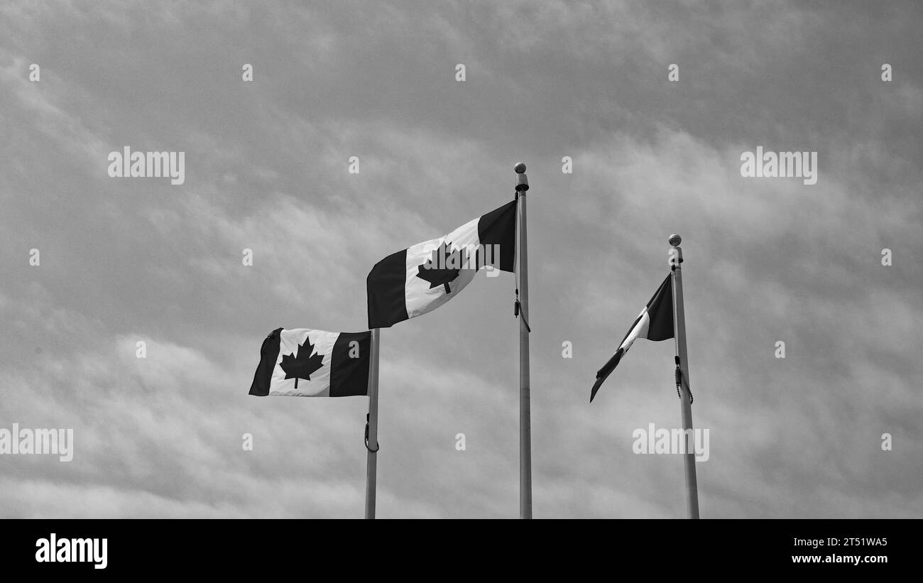 canadian flag of canada. maple leaf on canadian flag of canada