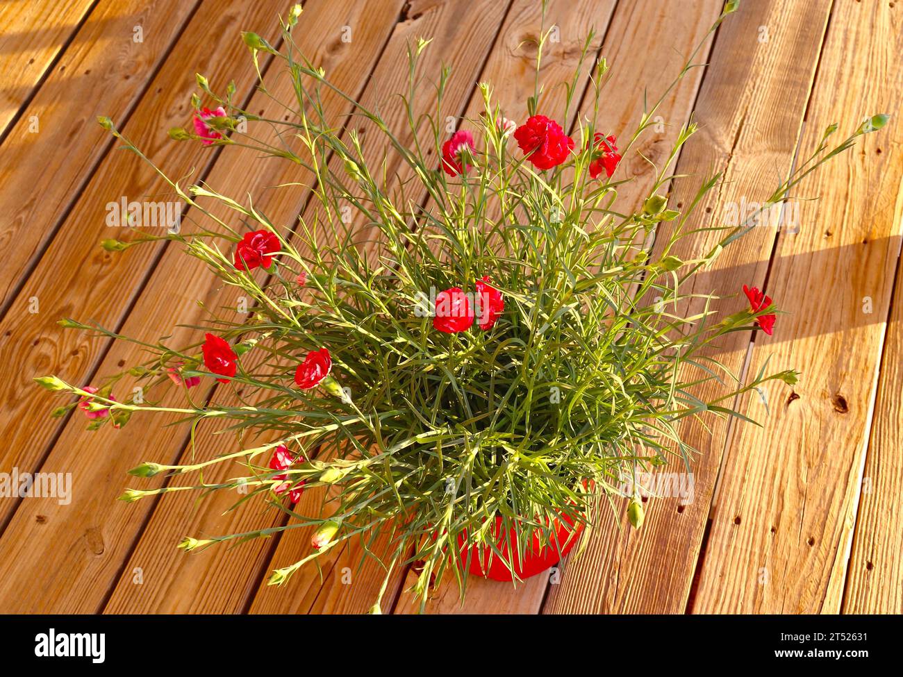Red Carnations Growing in Pot Stock Photo Alamy