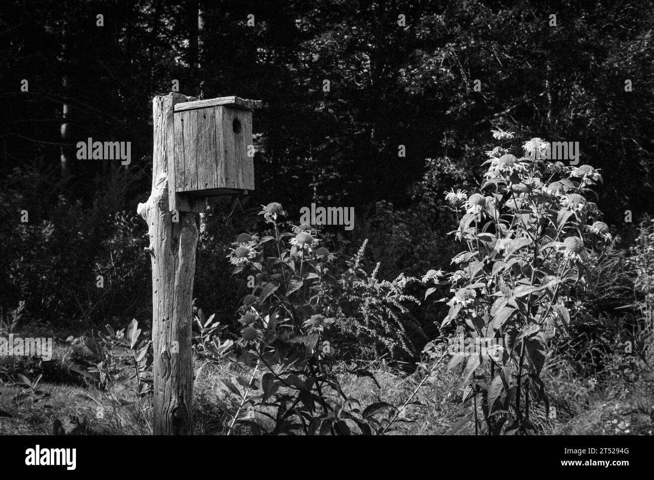 A single wooden birdhouse perched on a worn wood post in the middle of a blooming field of wildflowers. The image was captured on analog black and whi Stock Photo