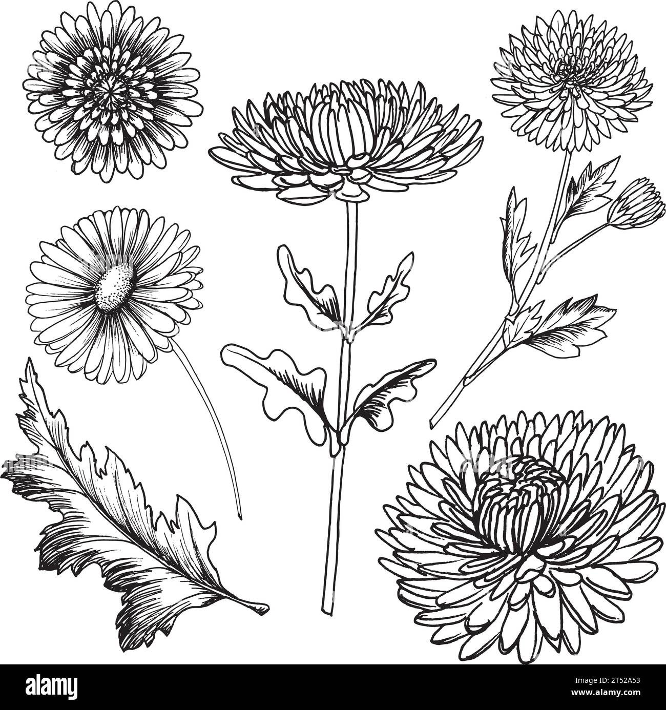 Vector black and white graphic illustration of chrysanthemum flower, hand drawn. Stock Vector