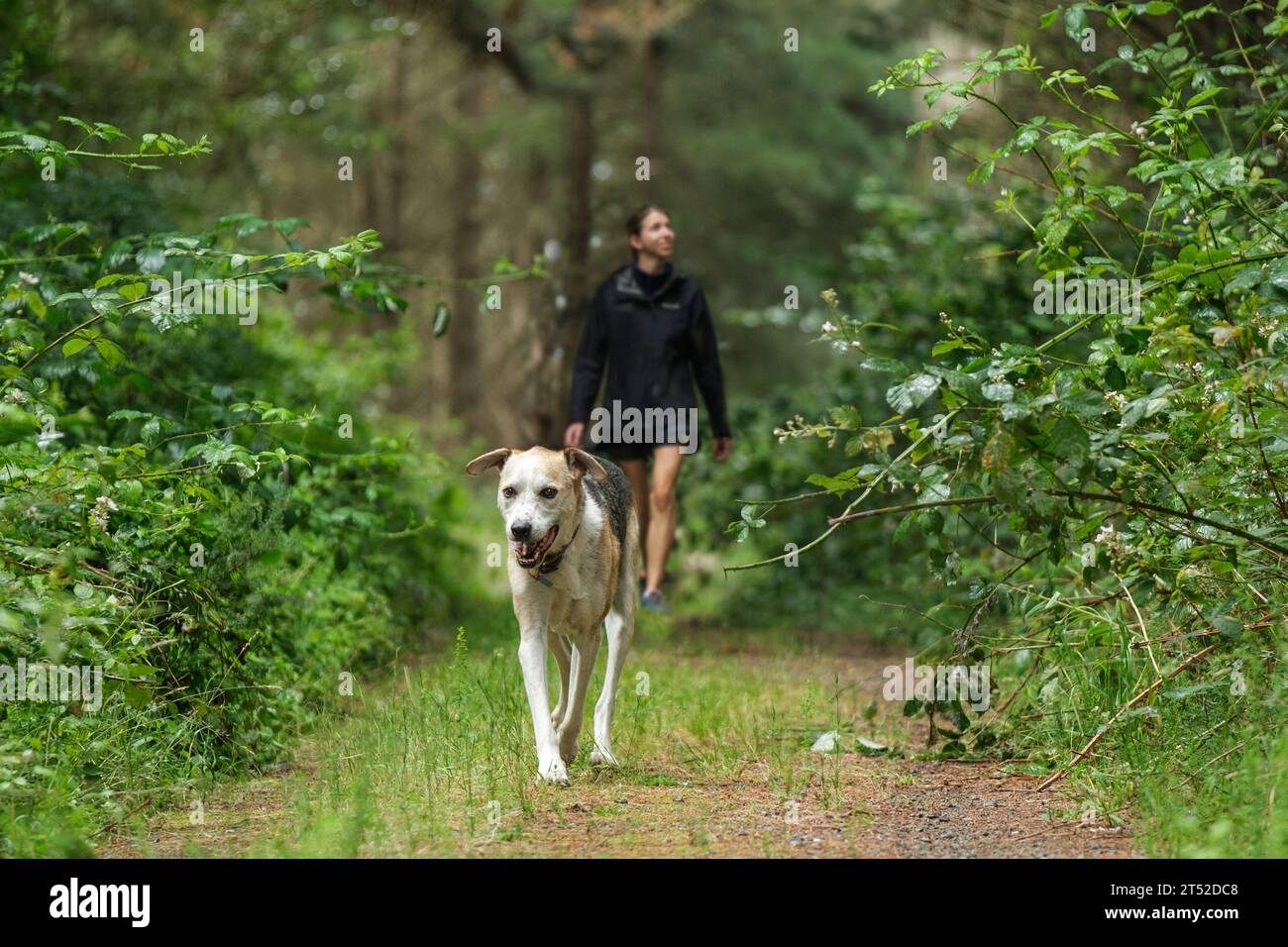 Woman in a forest taking a huntaway dog for a walk Stock Photo