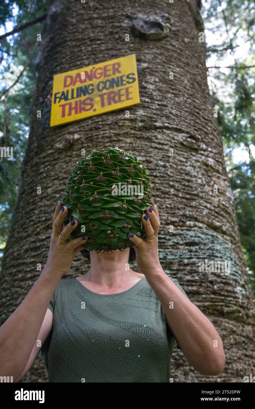 Woman holds a bunya pine cone in front of her head next to the large tree with a warning sign Stock Photo