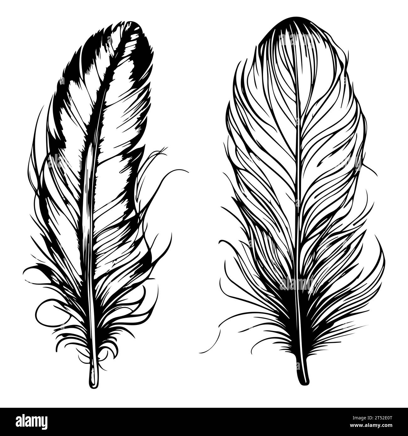 bird feather. Hand drawn illustration converted to vector. Outline with ...