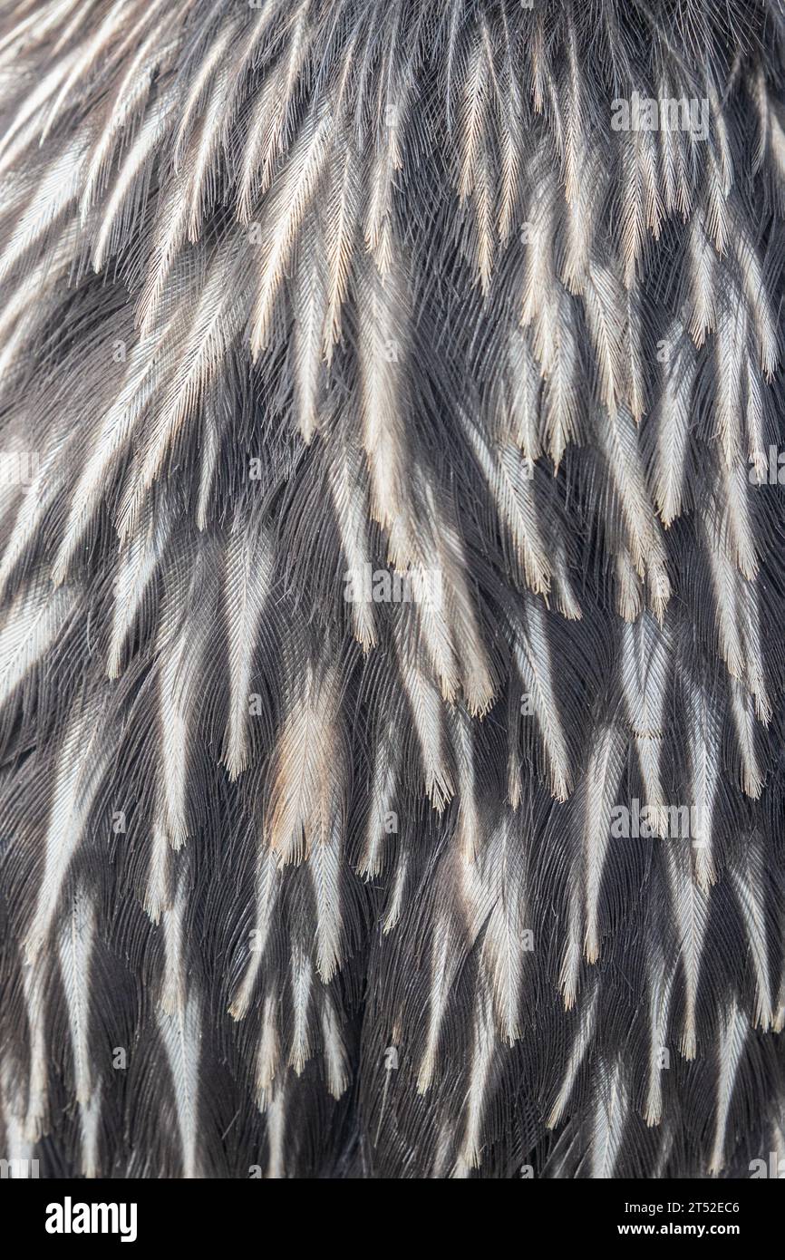 Feathers on the breast of a Striated Caracara, Phalcoboenus australis, on The Falkland Islands. Known locally on the islands as a Johnny Rook. Stock Photo