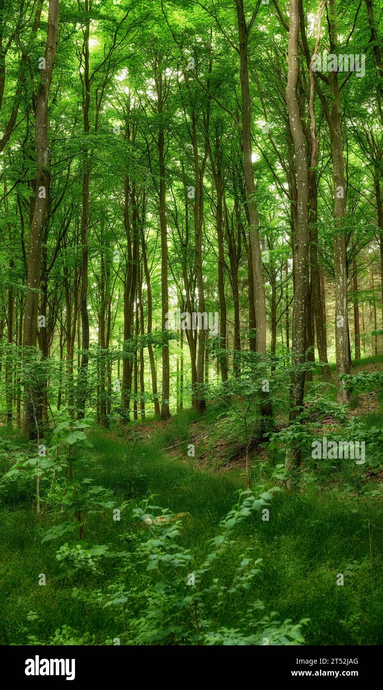 Wild trees growing in a forest with green plants and shrubs. Scenic landscape of tall wooden trunks with lush leaves in nature at spring. Peaceful Stock Photo