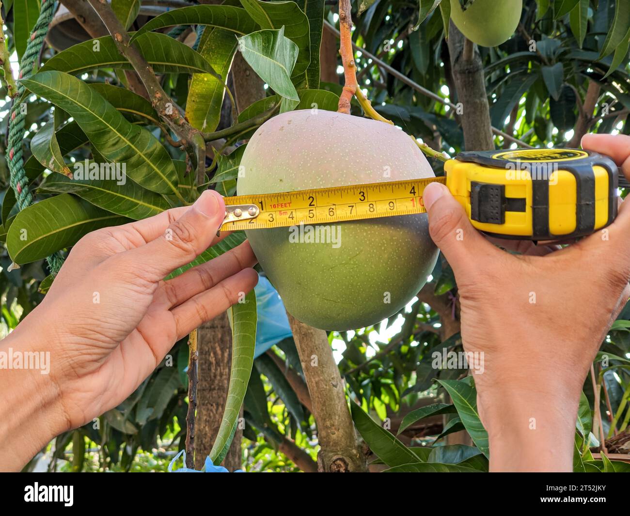 hand is measuring mangoes in the garden. Check the goodness and size of