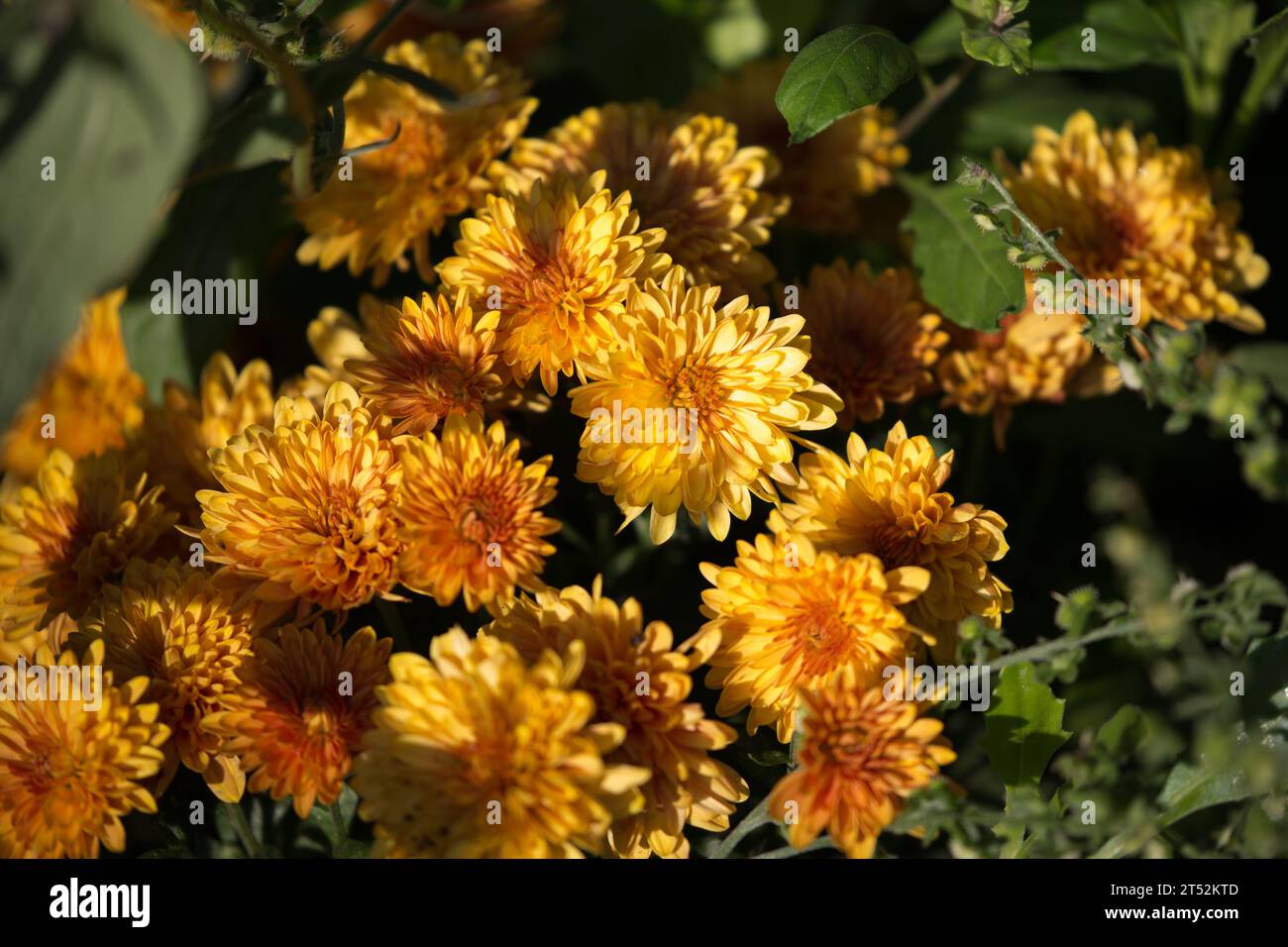 Yellow Chrysanthemum plant growing in a California garden Stock Photo