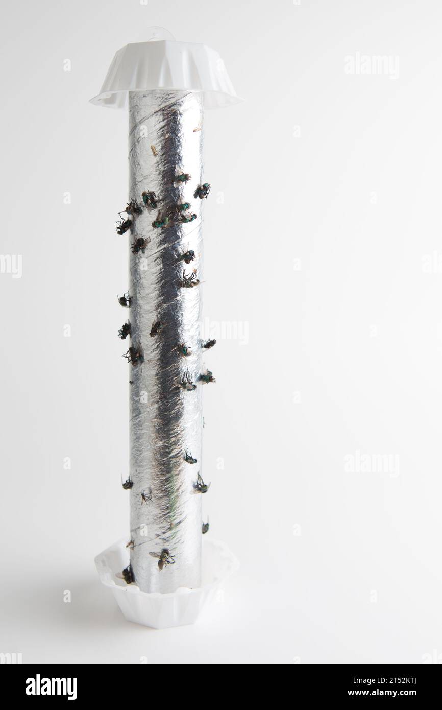 Sticky Fly trap Stock Photo