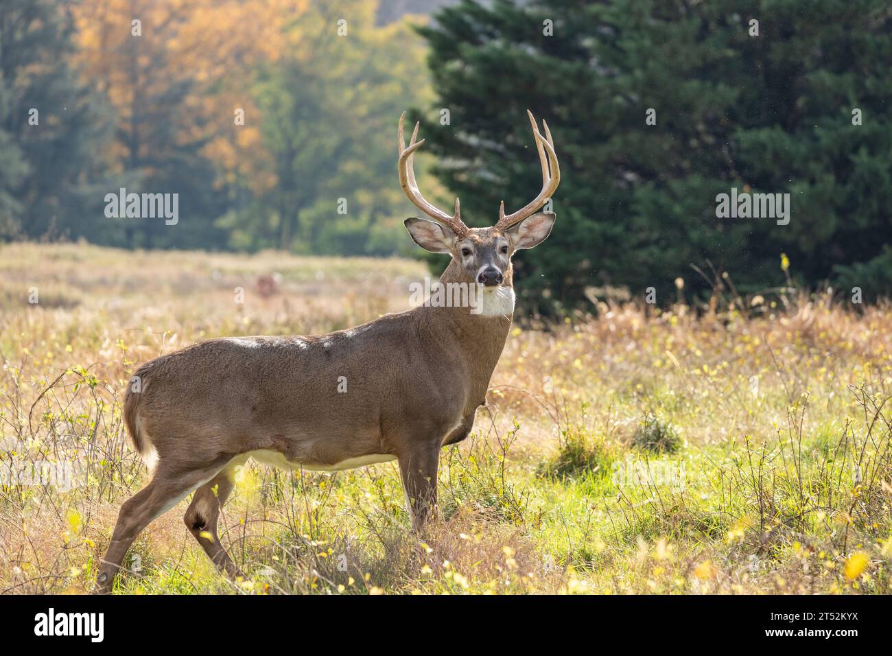 White-tailed deer with antlers with autumn background Stock Photo