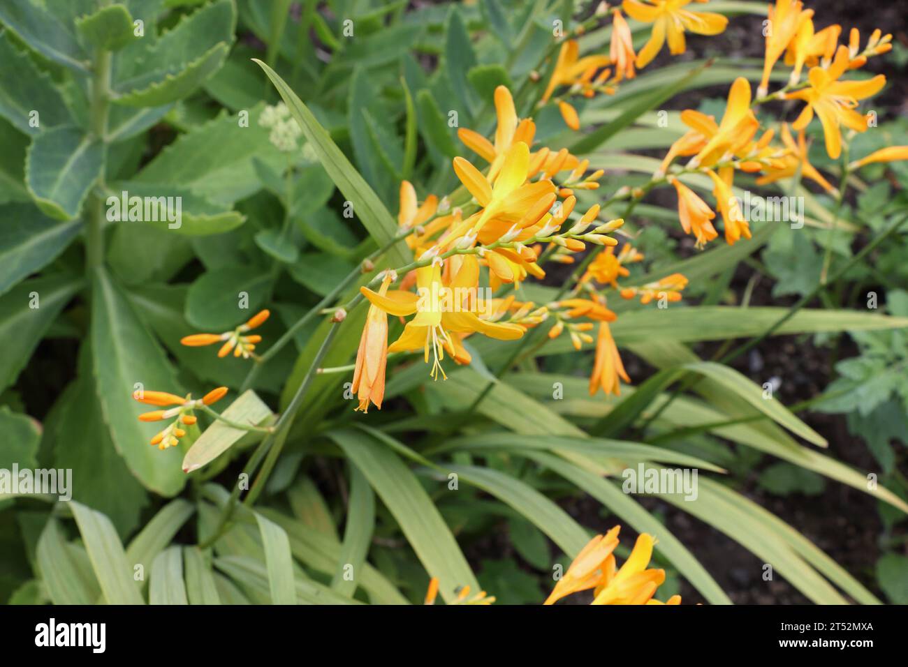 Croscomia, Prince of Orange flowers on a long stem Stock Photo