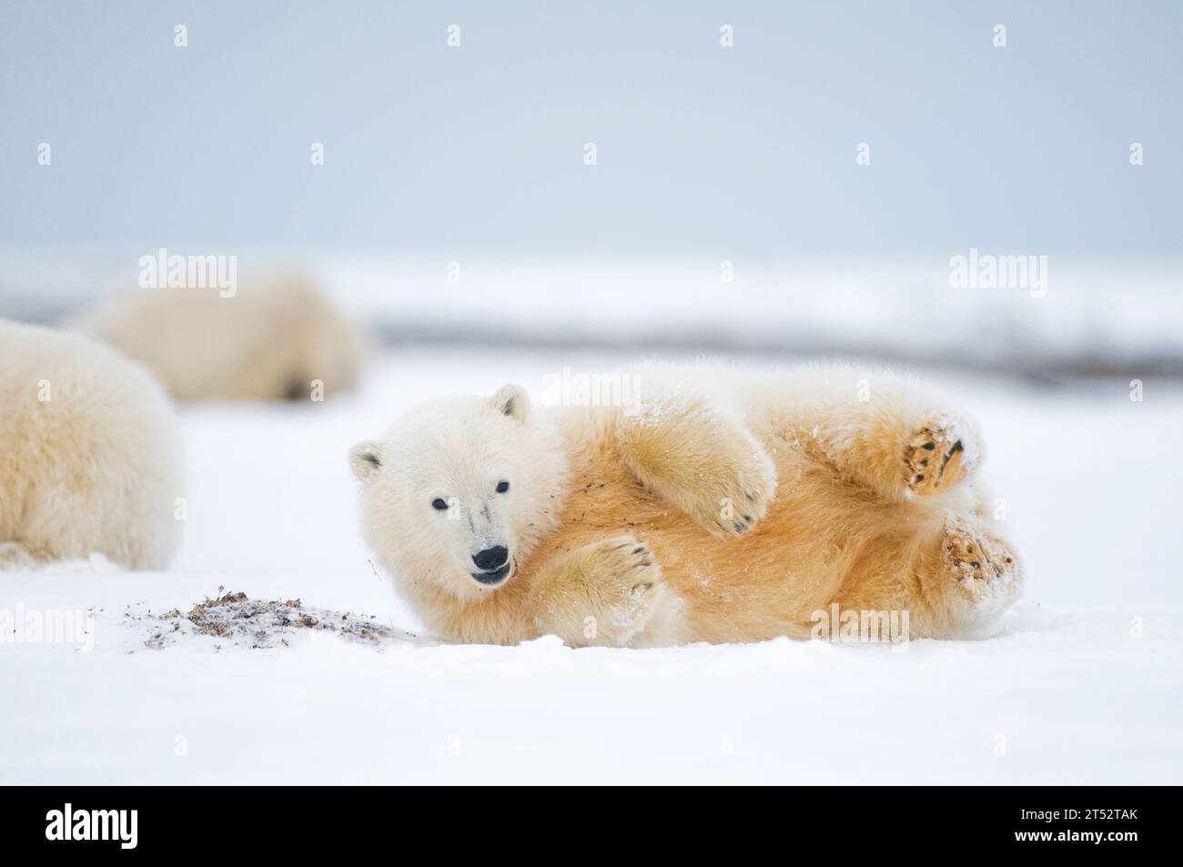 polar bear Ursus maritimus spring cub rolls around in the snow on during fall freeze up, Bernard Spit 1002 area ANWR Alaska Stock Photo