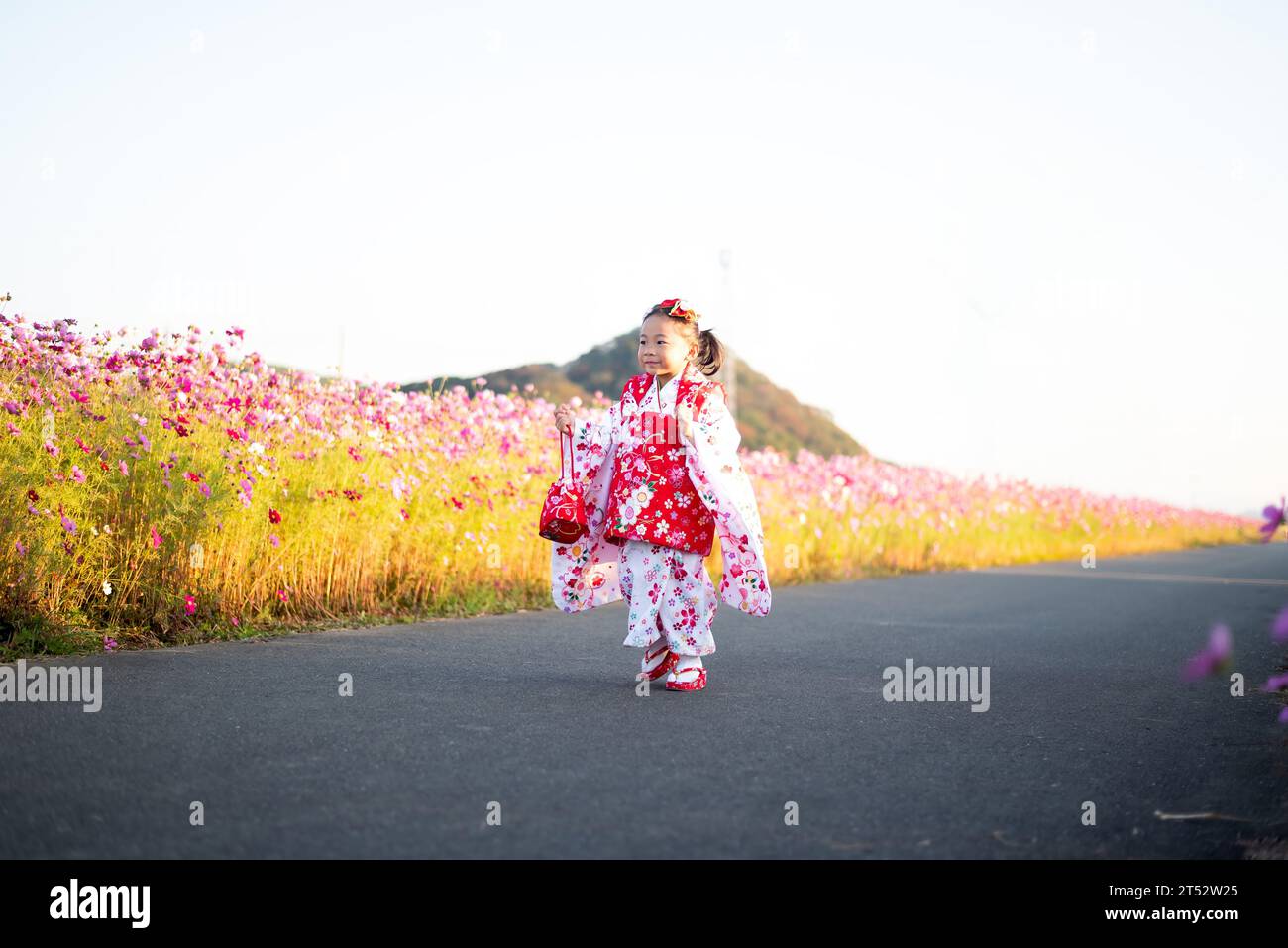 A toddler girl wearing a Japanese kimono happily walking in a cosmos flower field. Stock Photo
