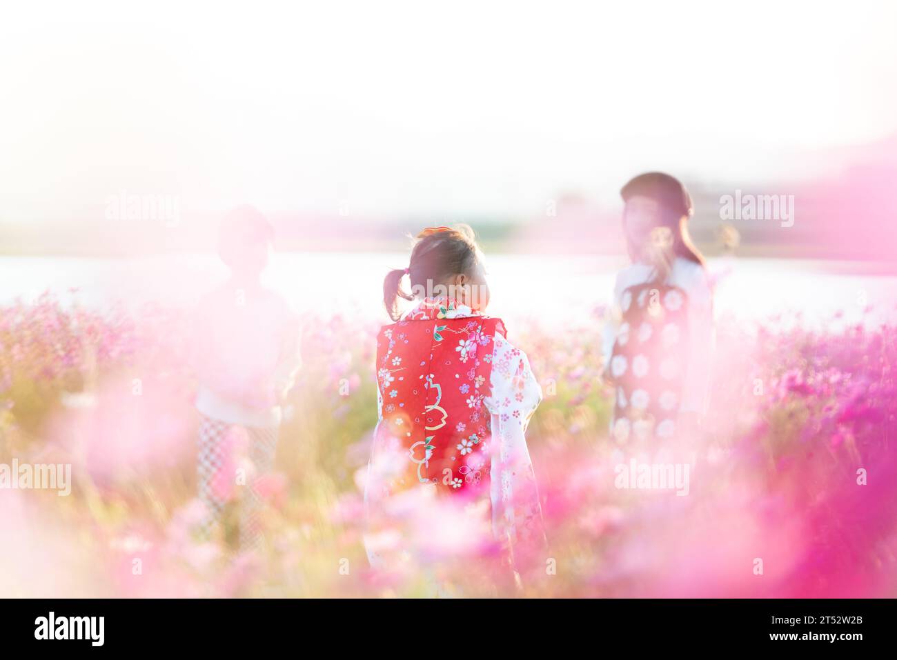 Japanese kids wearing Kimono and having conversation in the middle of cosmos flower field. Stock Photo