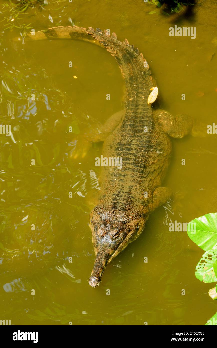 A resting false gharial at Singapore Zoo Stock Photo - Alamy