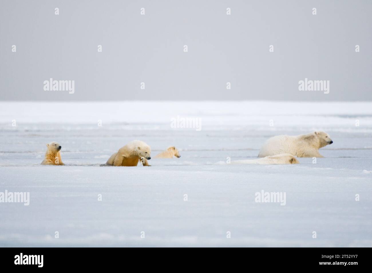 polar bears Ursus maritimus sows with spring cubs move through slushy newly forming pack ice along Bernard Spit during fall freeze up, 1002 ANWR AK Stock Photo