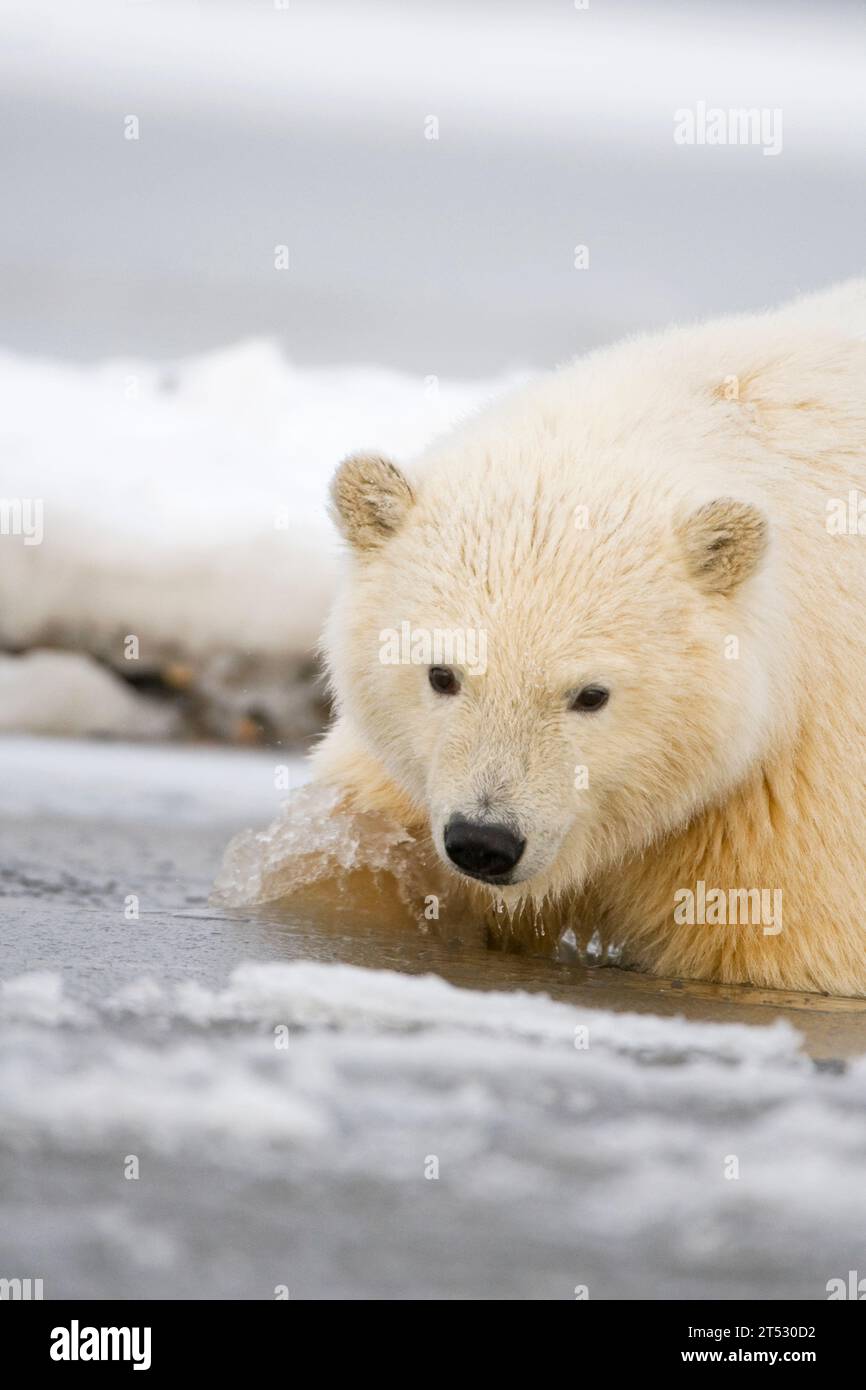 polar bear Ursus maritimus spring cub moves through slushy newly forming pack ice along Bernard Spit during fall freeze up 1002 area ANWR Kaktovik Ak Stock Photo