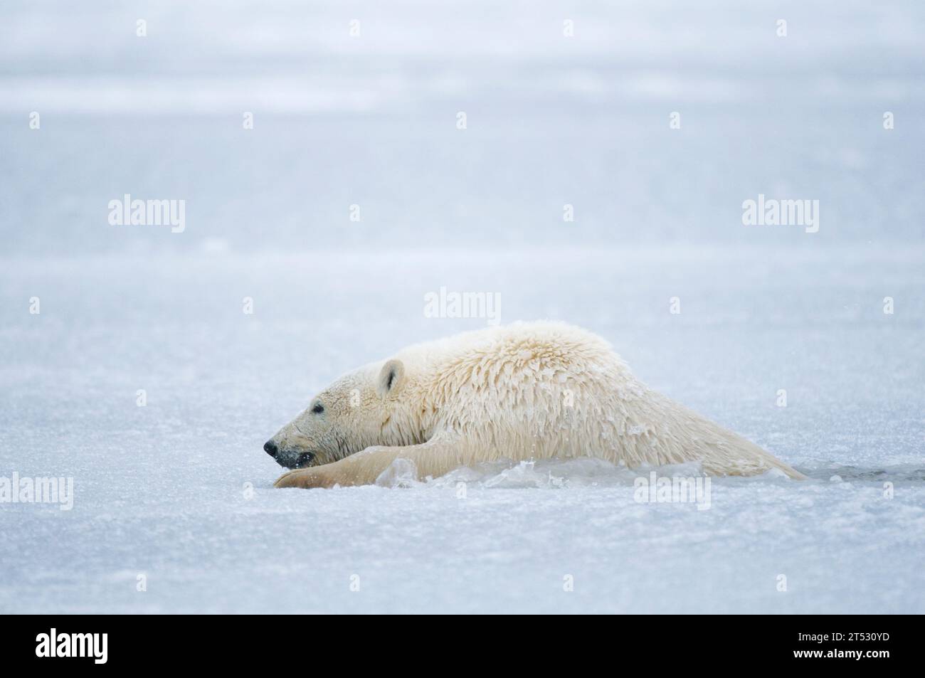 polar bear Ursus maritimus spring cub moves through slushy newly forming pack ice along Bernard Spit during fall freeze up 1002 Kaktovik ANWR Alaska Stock Photo