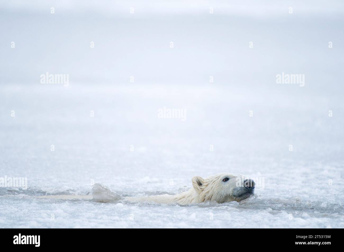 polar bear Ursus maritimus spring cub moves through slushy newly forming pack ice along Bernard Spit during fall freeze up 1002 Kaktovik ANWR Alaska Stock Photo