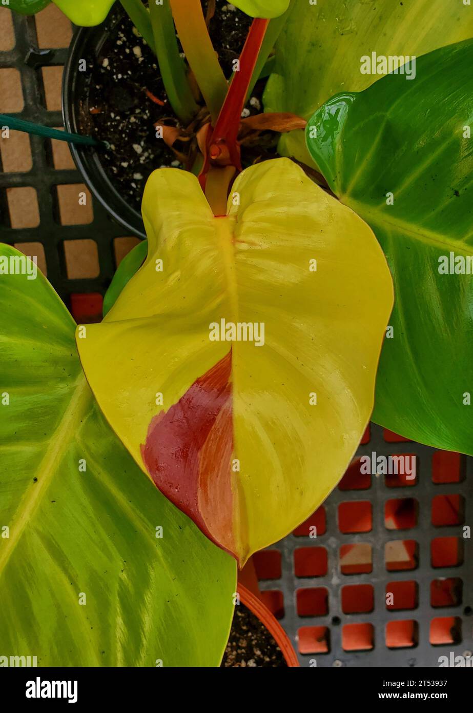 A beautiful yellow and red variegated leaf of Philodendron Red Moon Stock Photo