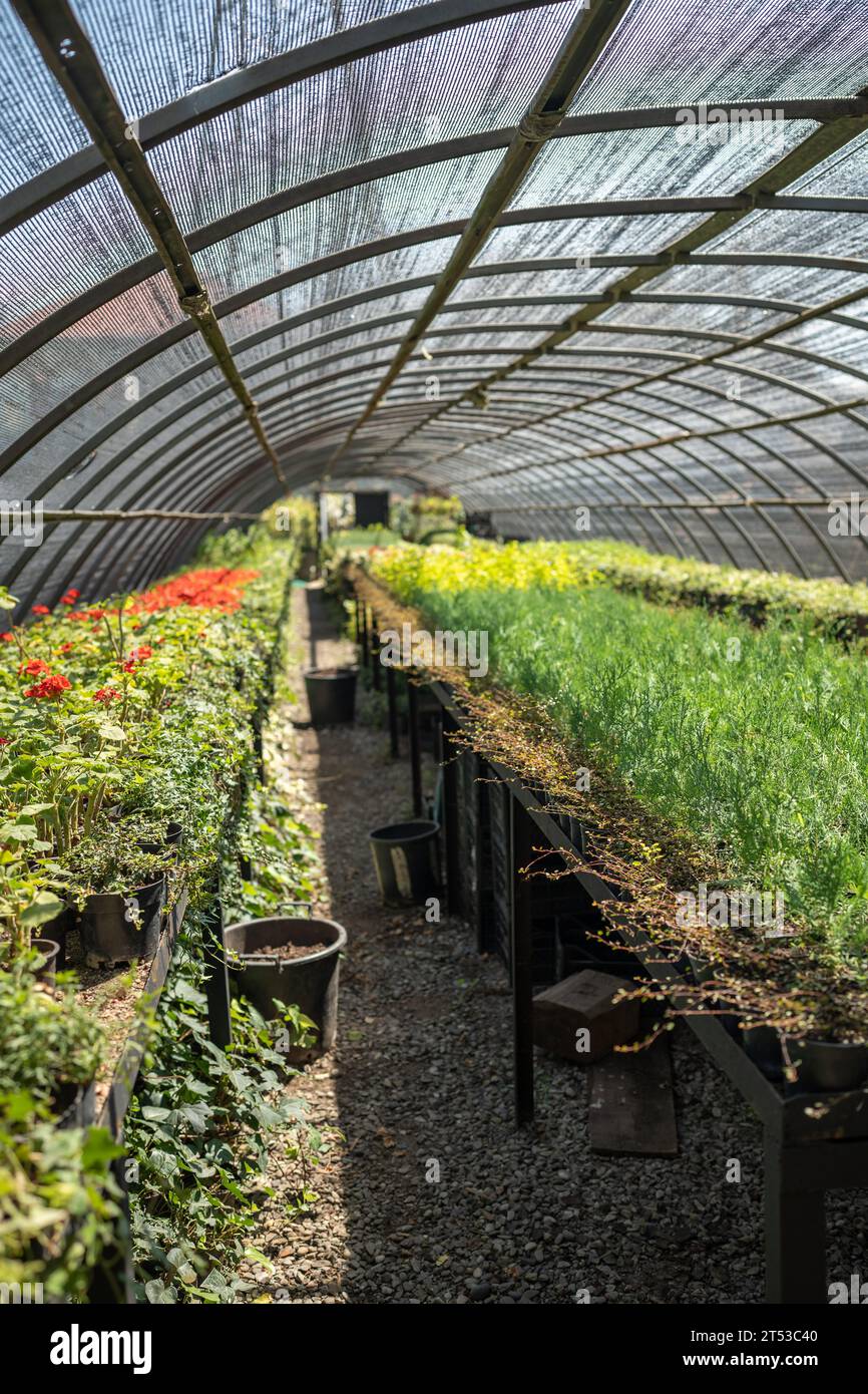 The green house nursery hi-res stock photography and images - Alamy