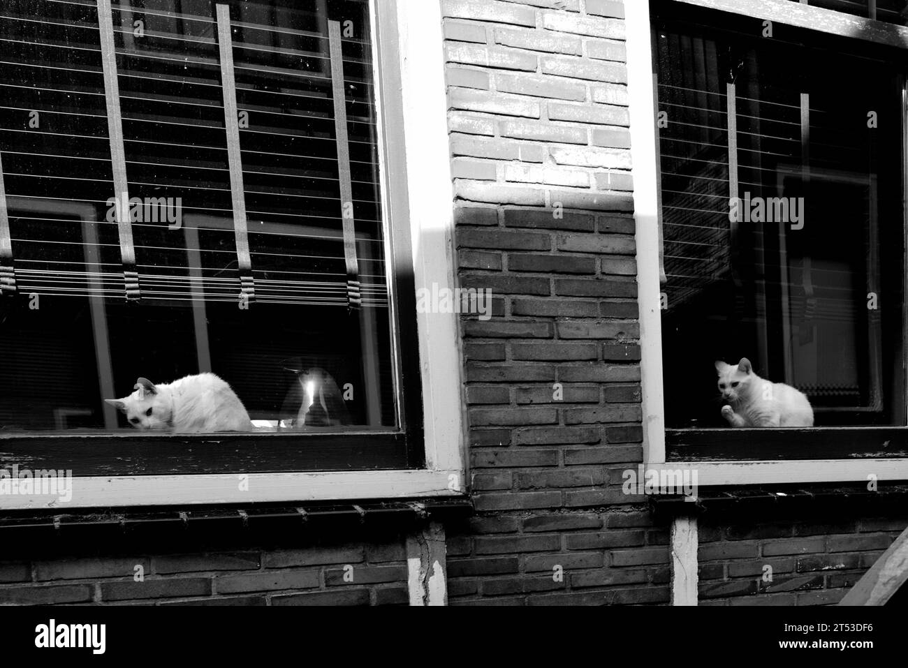 Three cats looking out the window of a spacious second-floor room Stock Photo