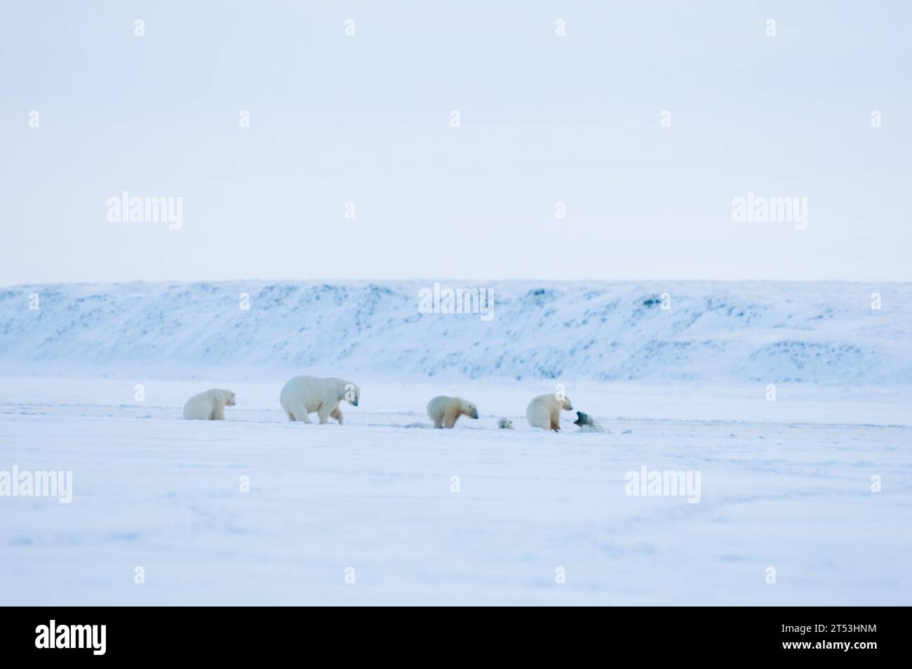 polar bears Ursus maritimus sows with cubs move through and play on slushy newly forming pack ice along Bernard Spit during fall freeze up 1002 AK Stock Photo