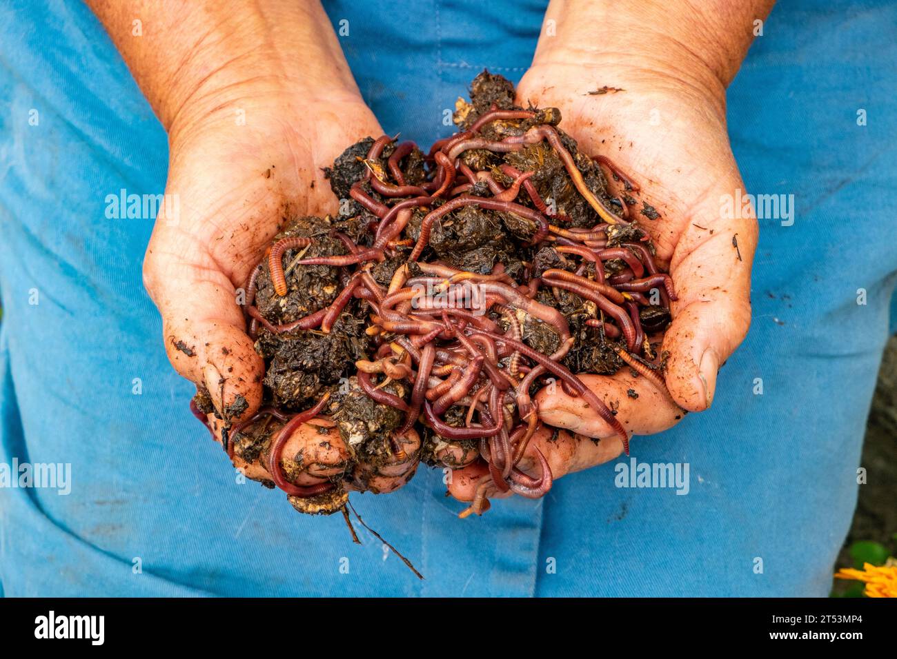 Vermiculture in organic gardening. A gardener with two hands full of compost worms. Stock Photo