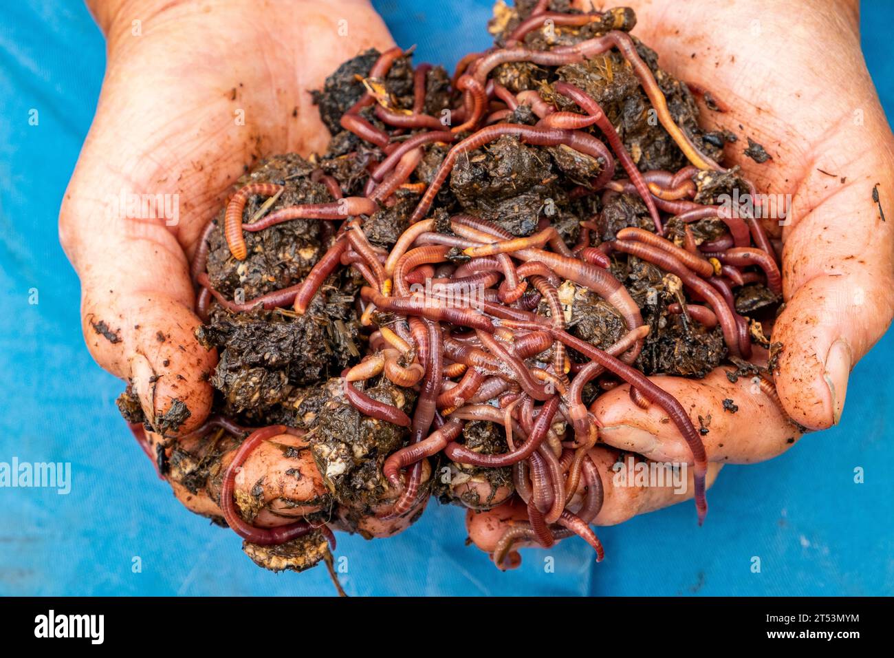 Vermiculture in organic gardening. A gardener with two hands full of compost worms. Stock Photo