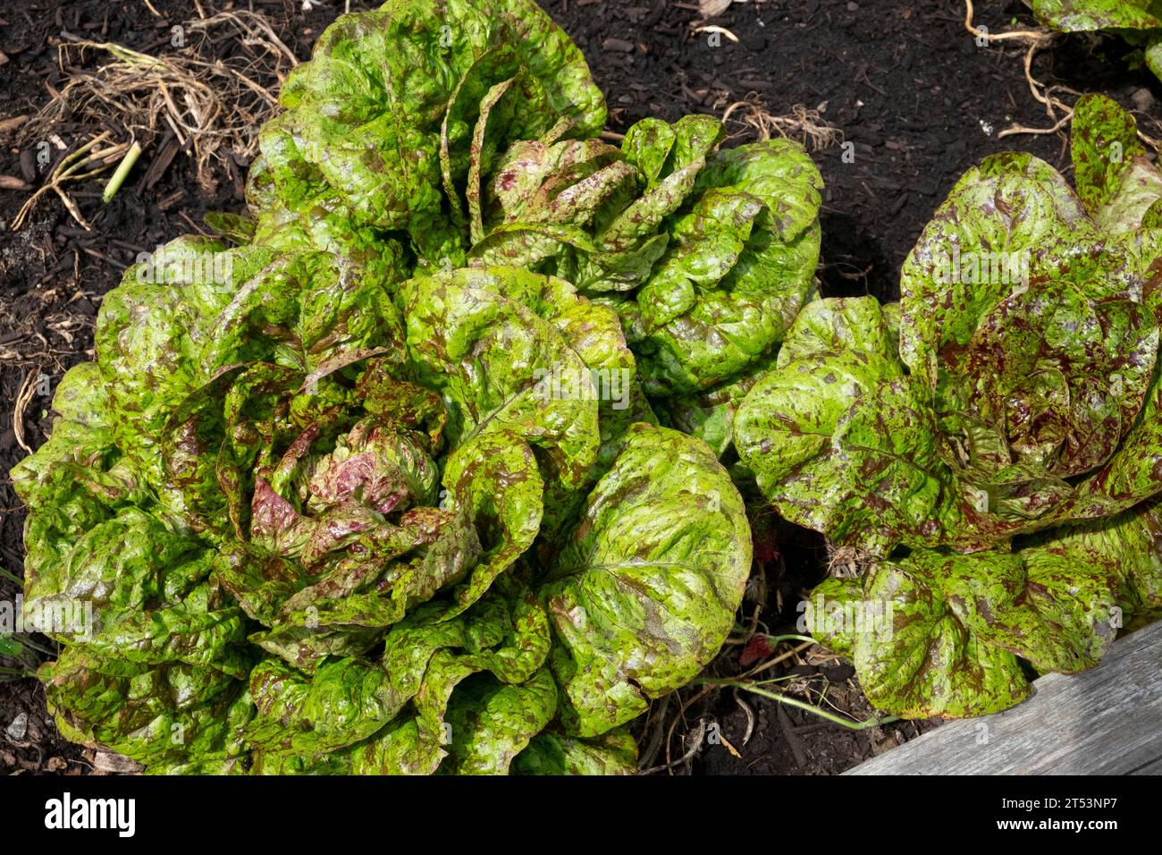 Speckled lettuce of the variety known as Flashy Troutback, a romaine lettuce with wine coloured speckles Stock Photo