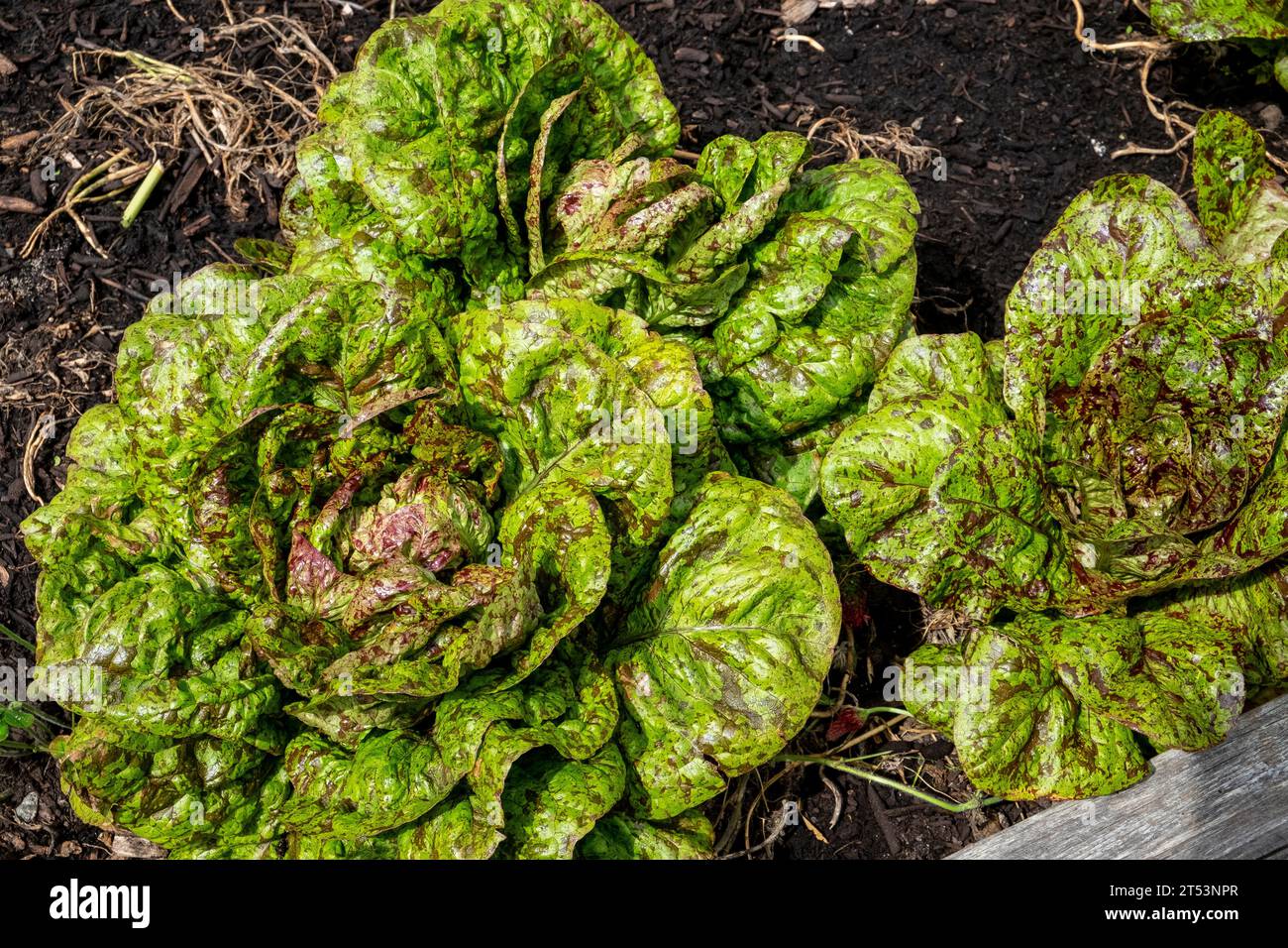 Speckled lettuce of the variety known as Flashy Troutback, a romaine lettuce with wine coloured speckles Stock Photo