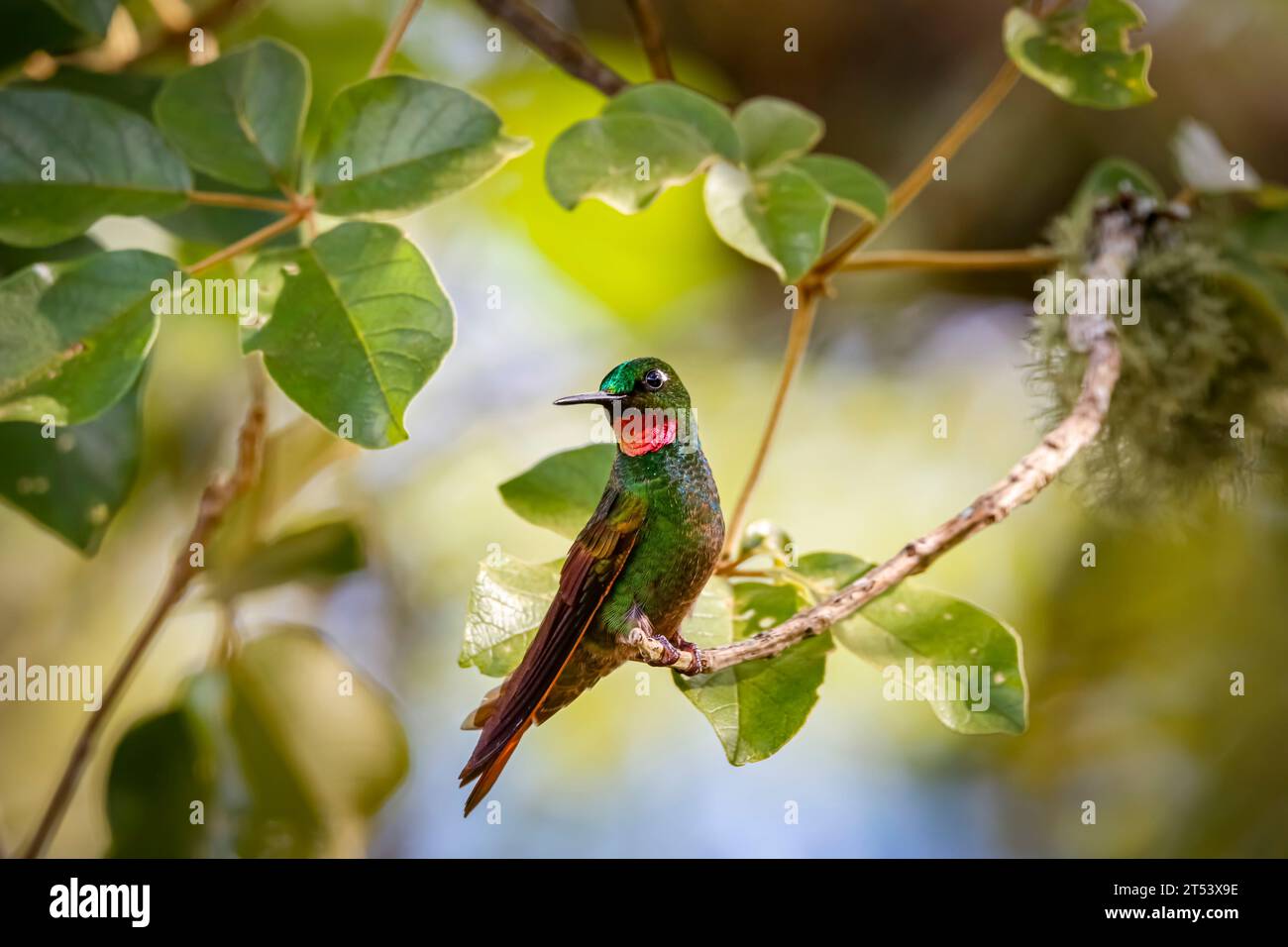 Front view of a Brazilian Ruby perched on a branch against defocused background, Itatiaia, Rio de Janeiro, Brazil Stock Photo