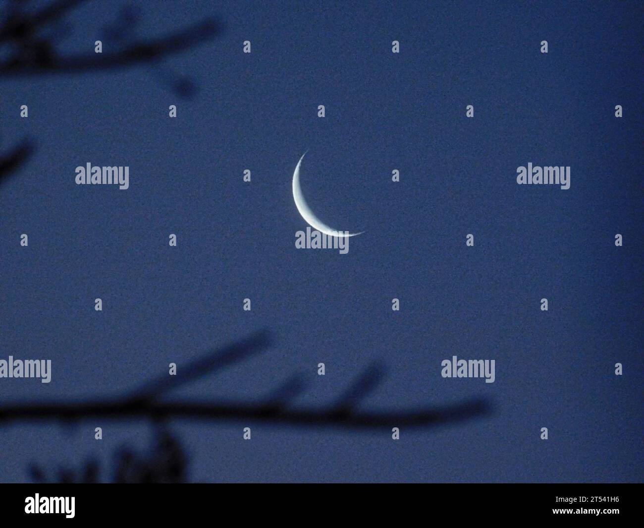 A vibrant crescent moon is visible between the silhouetted branches of ...
