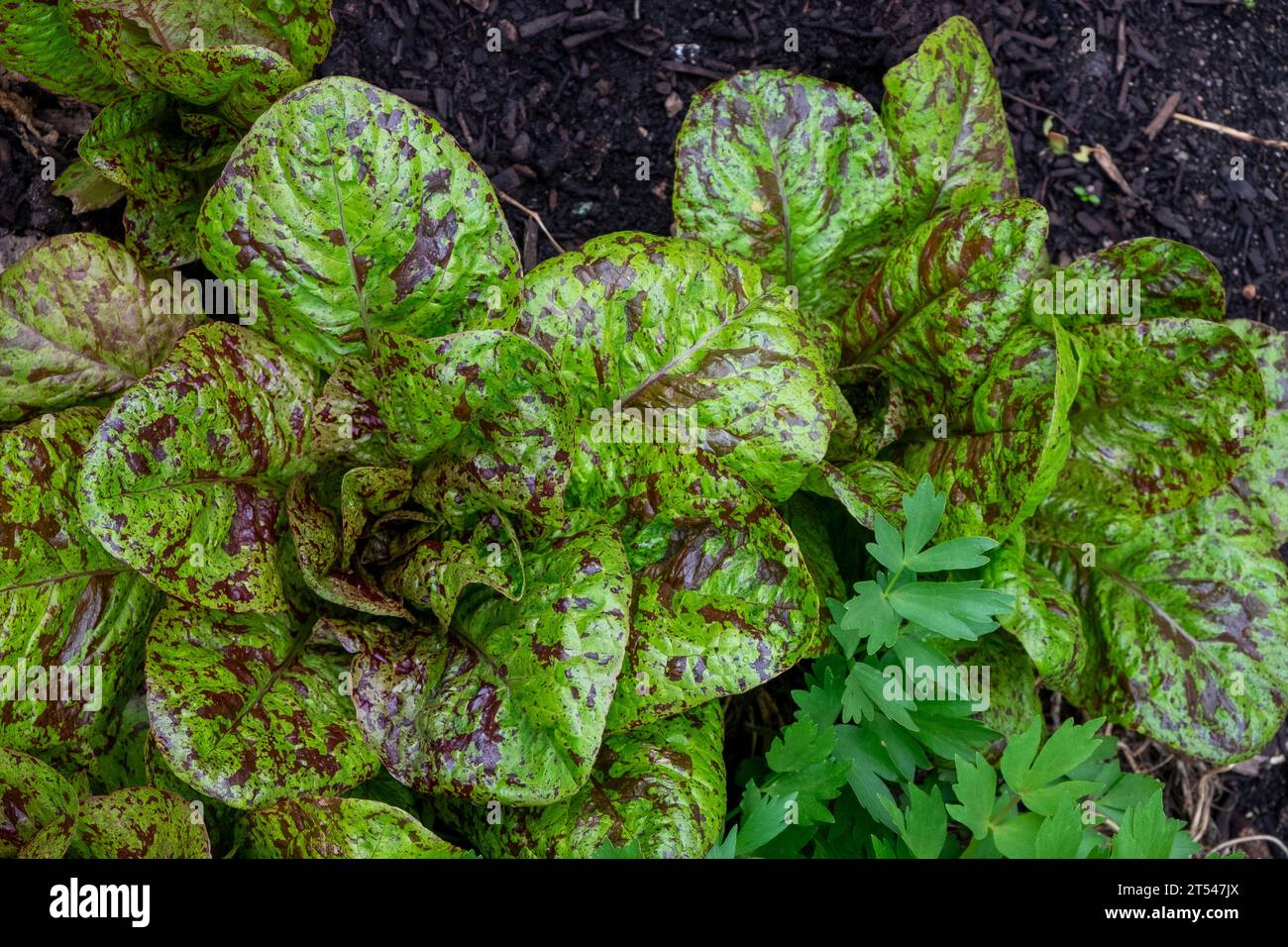 The romaine/cos type lettuce know as Flashy Trout Back with its wine