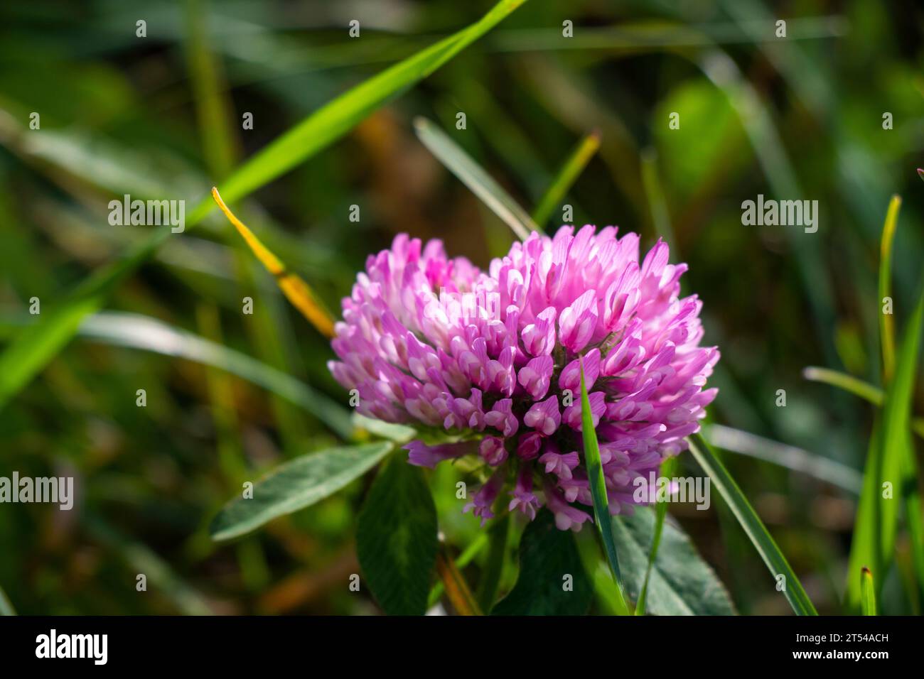 Crown vetch Coronilla flower in field Stock Photo