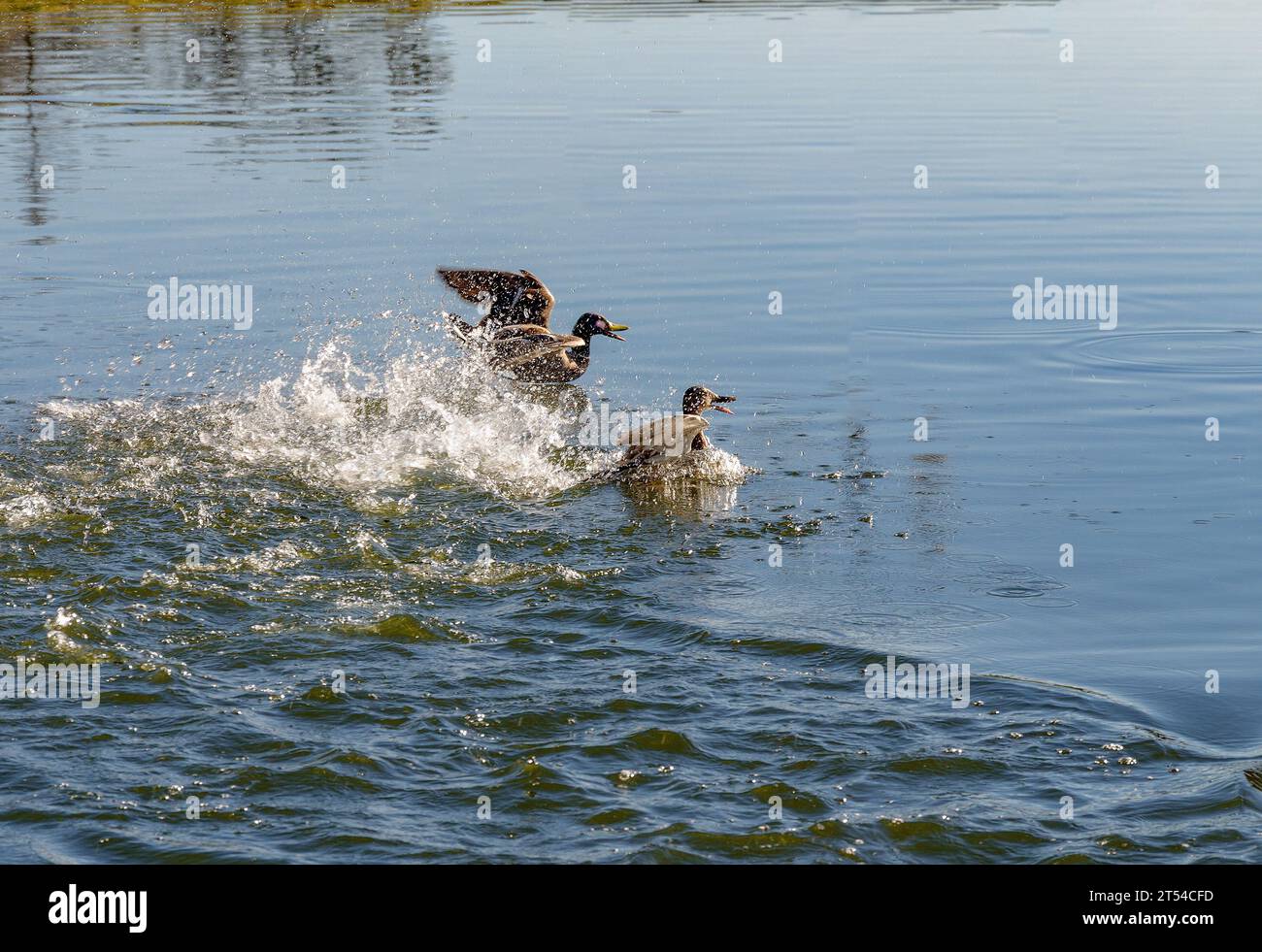 Wild ducks taking off from the water with splashes on a warm summer day Stock Photo