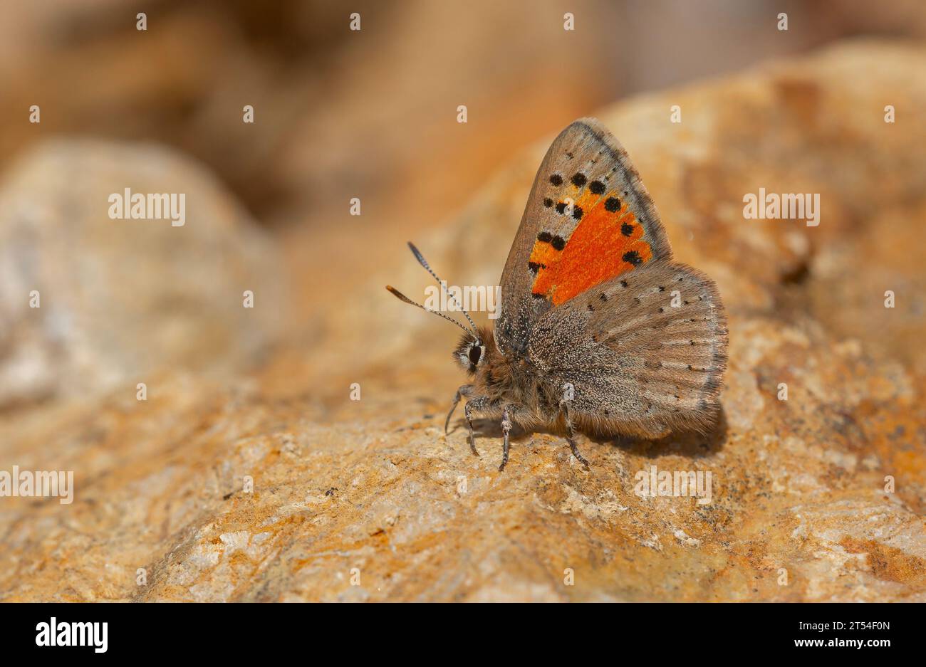 Red black beautiful butterfly animals hi-res stock photography and