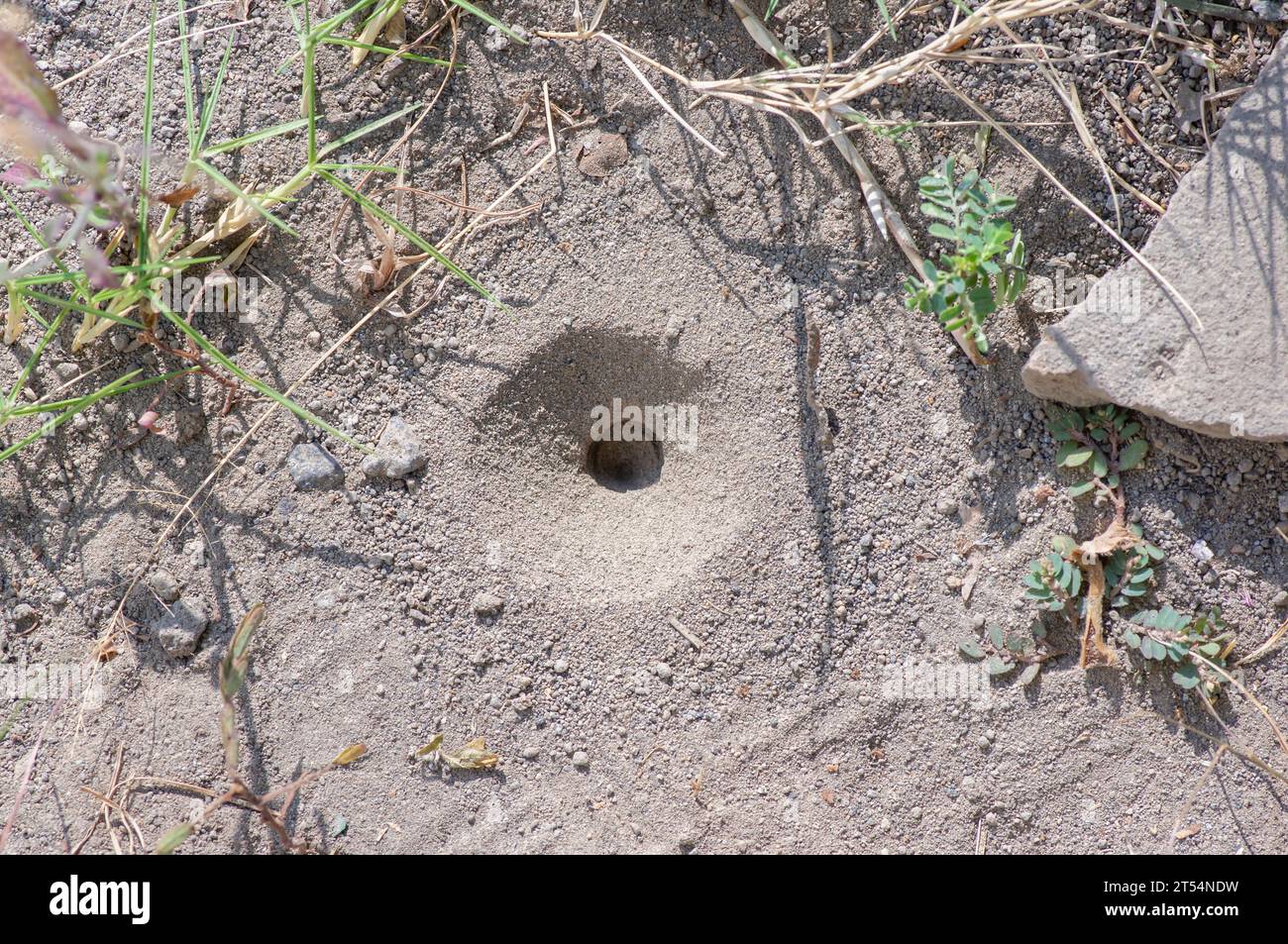 The vortex or a cone hole on the ground, the nest of Myrmeleon formicarius larvae, undur-undur, antlion animal. Stock Photo