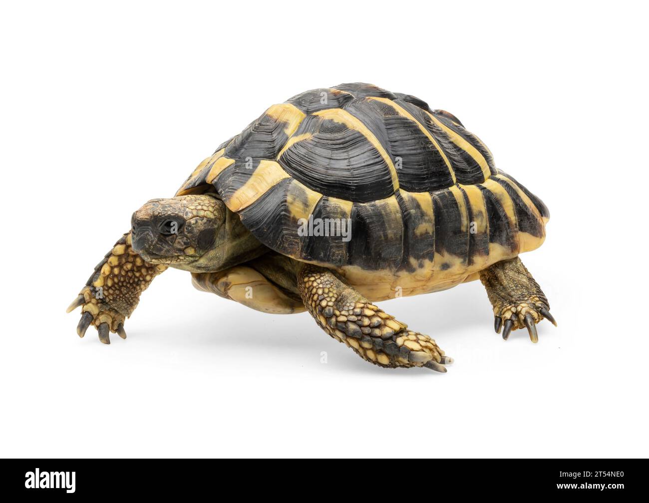 Herman's Tortoise against white background Stock Photo - Alamy