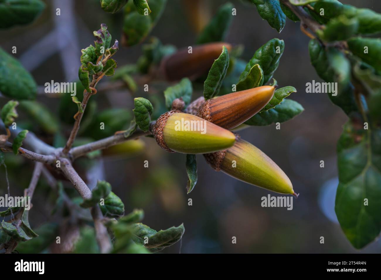 Coast Live Oak (Quercus agrifolia) seeds closeup on a tree branch. Oak