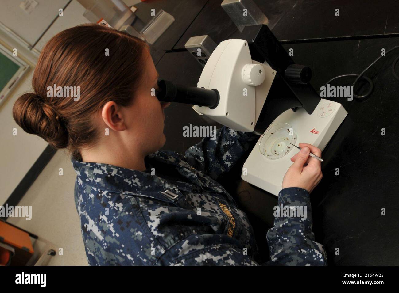 entomologist at the Navy Entomology Center of Excellence at Naval Air Station Jacksonville, examines a sample of bed bugs, insect, navy, research, Science, U.S. Navy Stock Photo