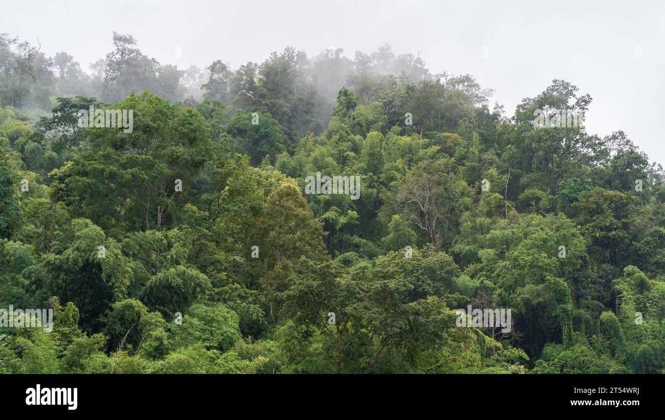 Scenic landscape with low clouds and mist on tropical forest during monsoon season, Chiang Dao, Chiang Mai, Thailand Stock Photo